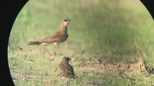 Oriental Pratincole - ML346882781