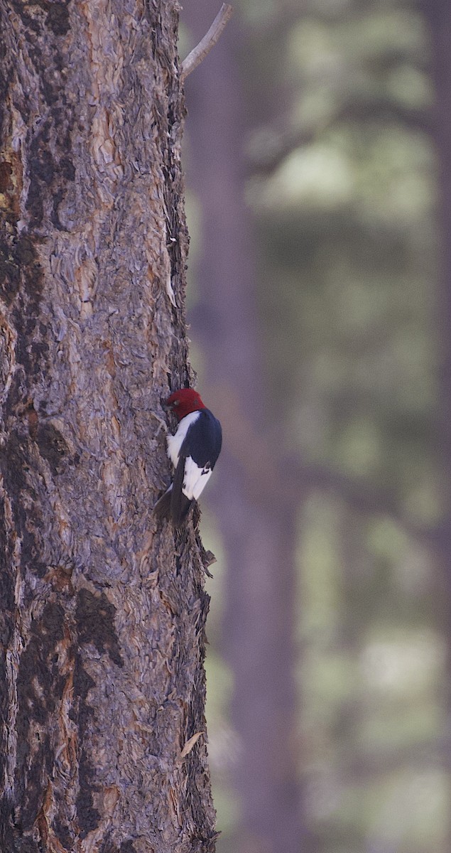 Red-headed Woodpecker - ML346884081