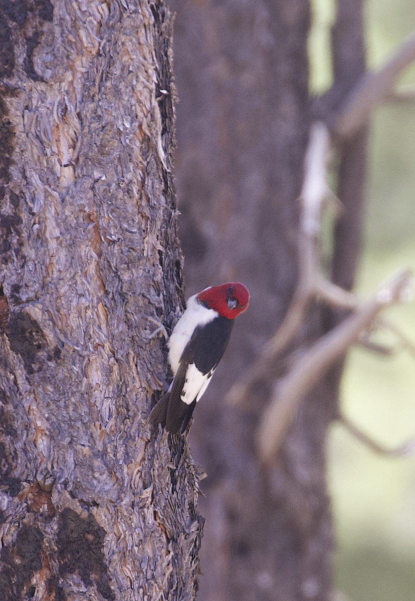 Red-headed Woodpecker - ML346884121