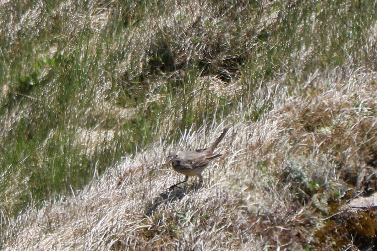 American Pipit - ML346884211