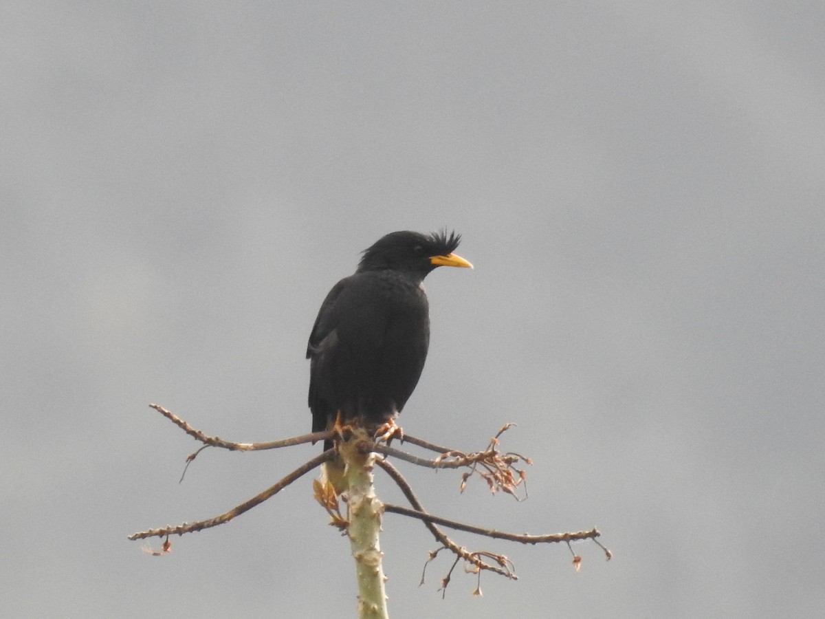 Great Myna - Kalyani Kapdi