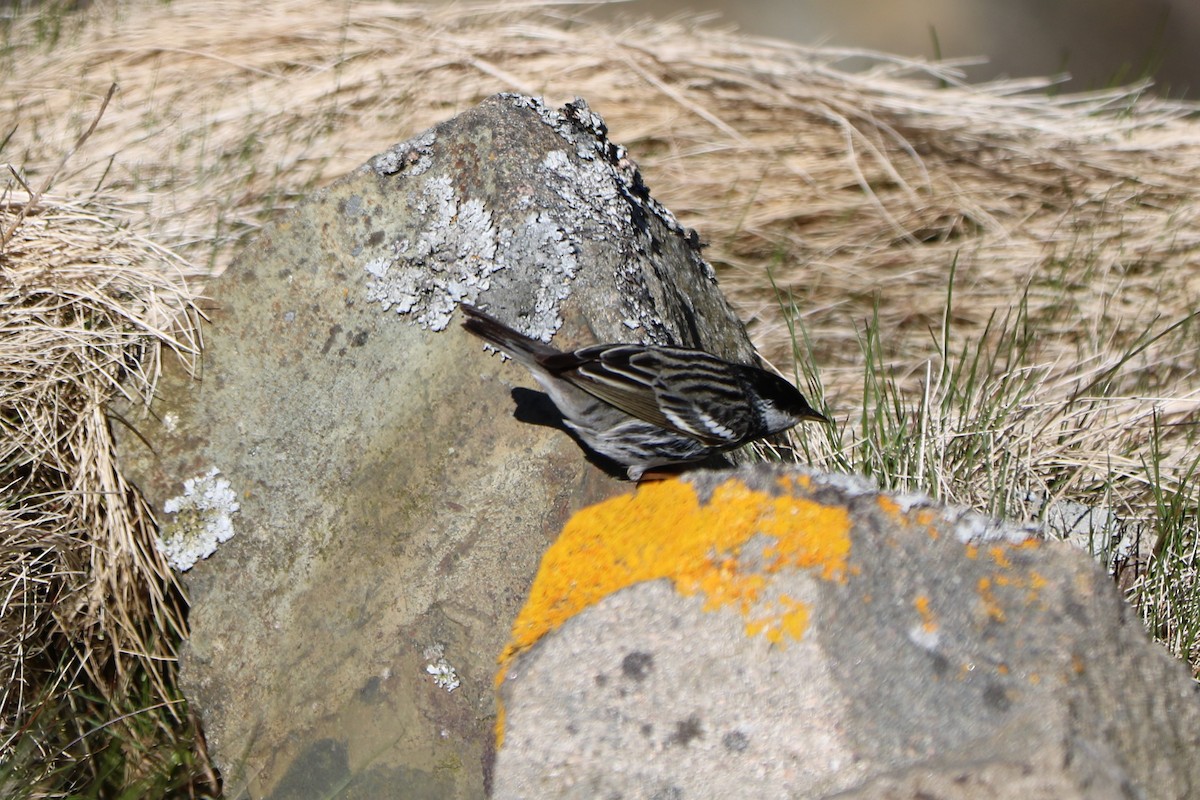Blackpoll Warbler - Fred & Colleen Wood