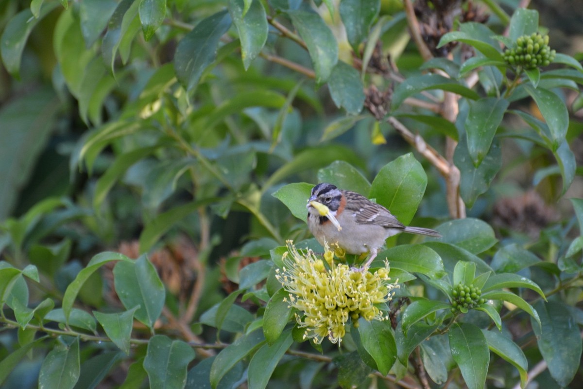 Rufous-collared Sparrow - ML34688581