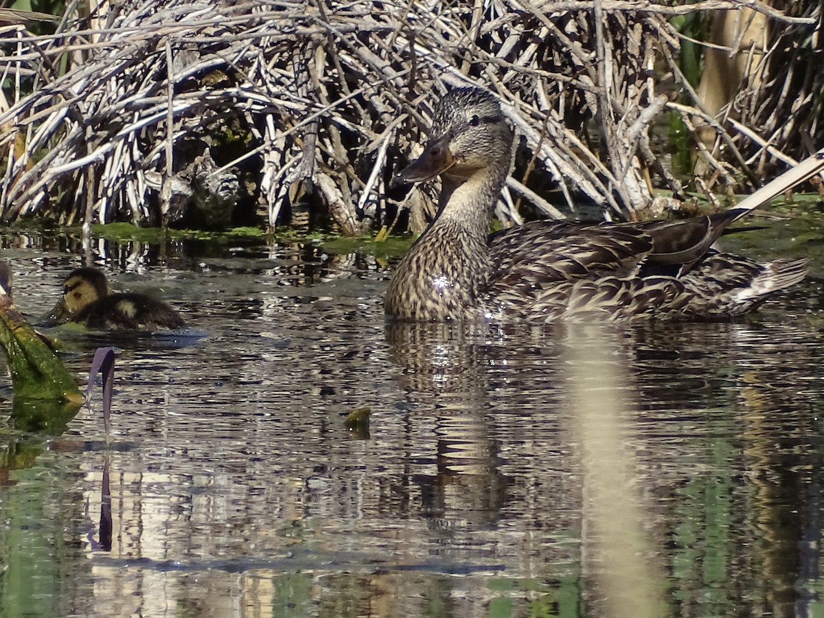 Mallard - Jeffrey Roth