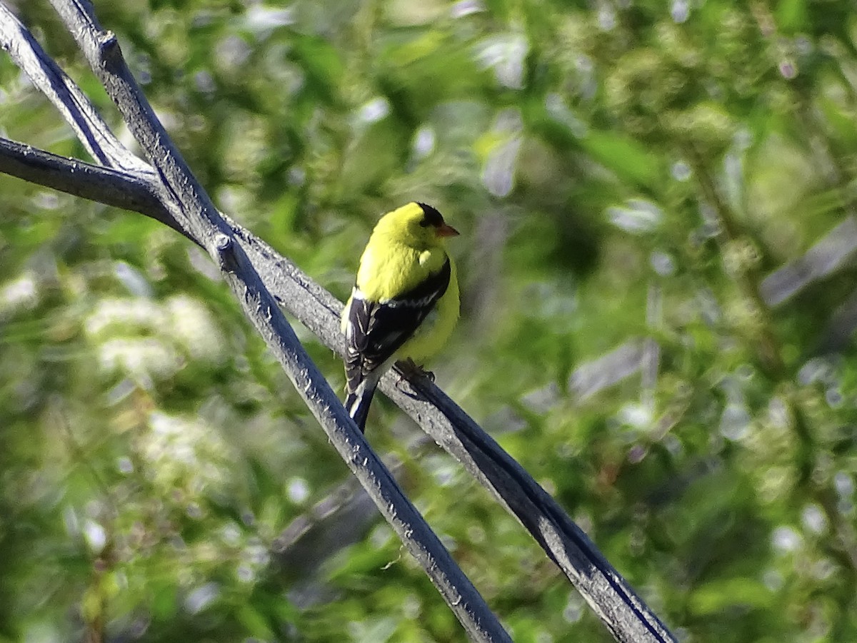 American Goldfinch - Jeffrey Roth