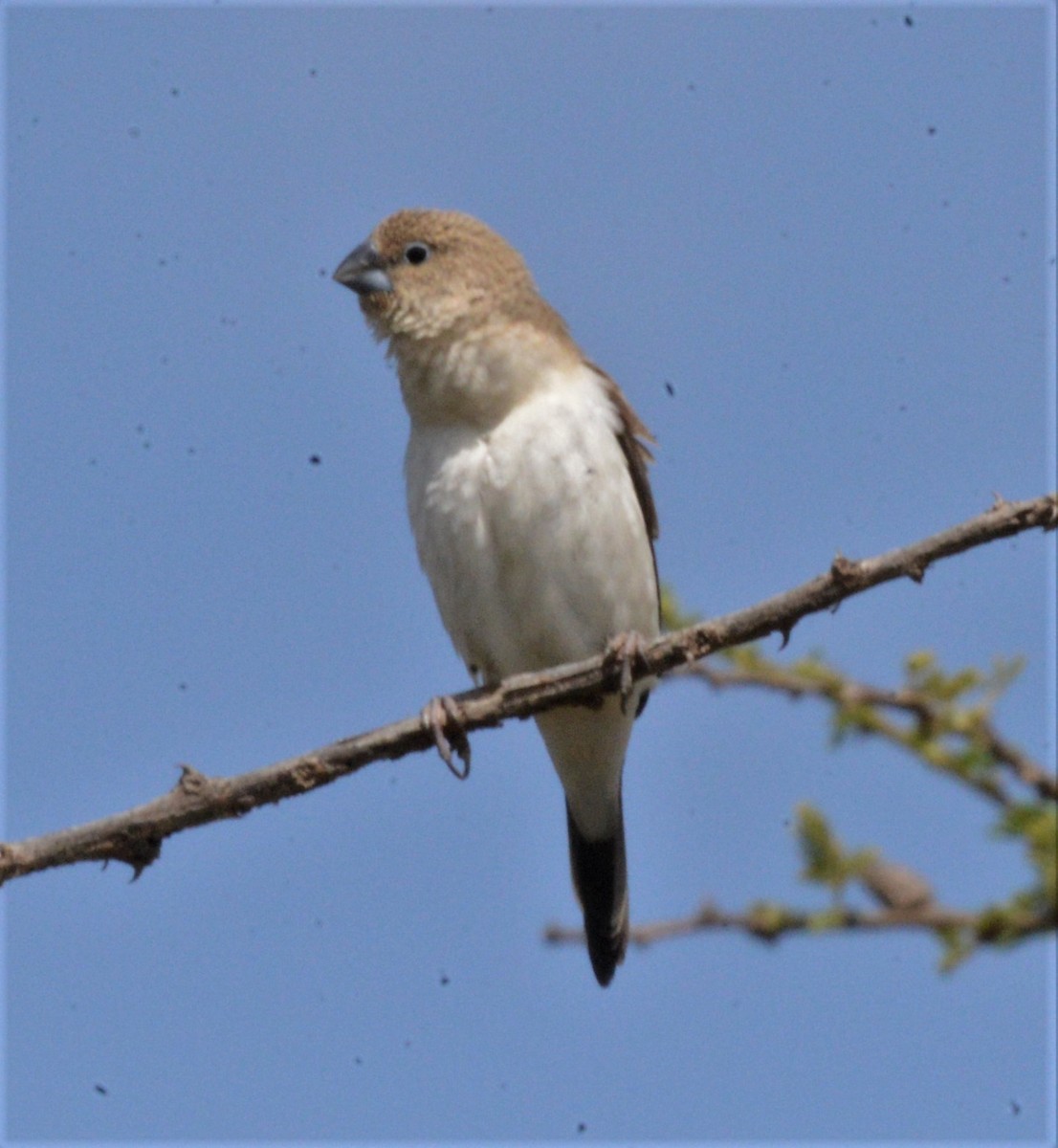 African Silverbill - Bertina K