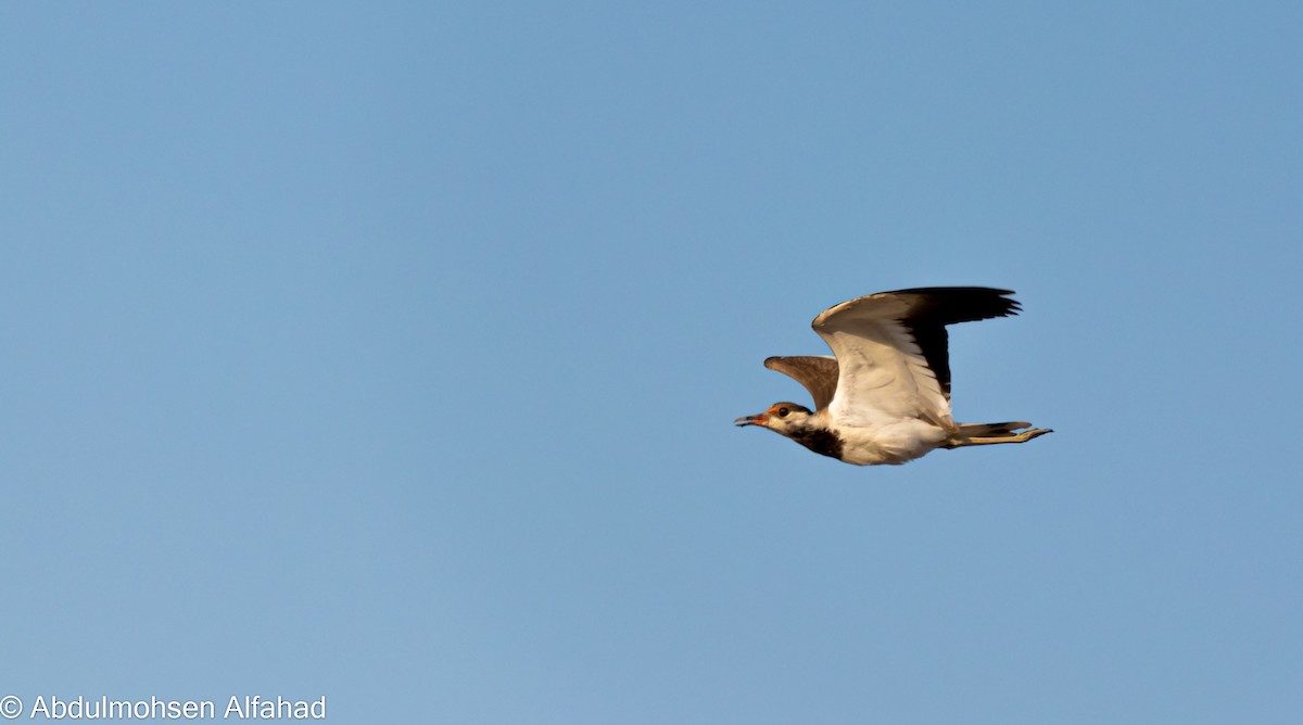 Red-wattled Lapwing - ML346893221