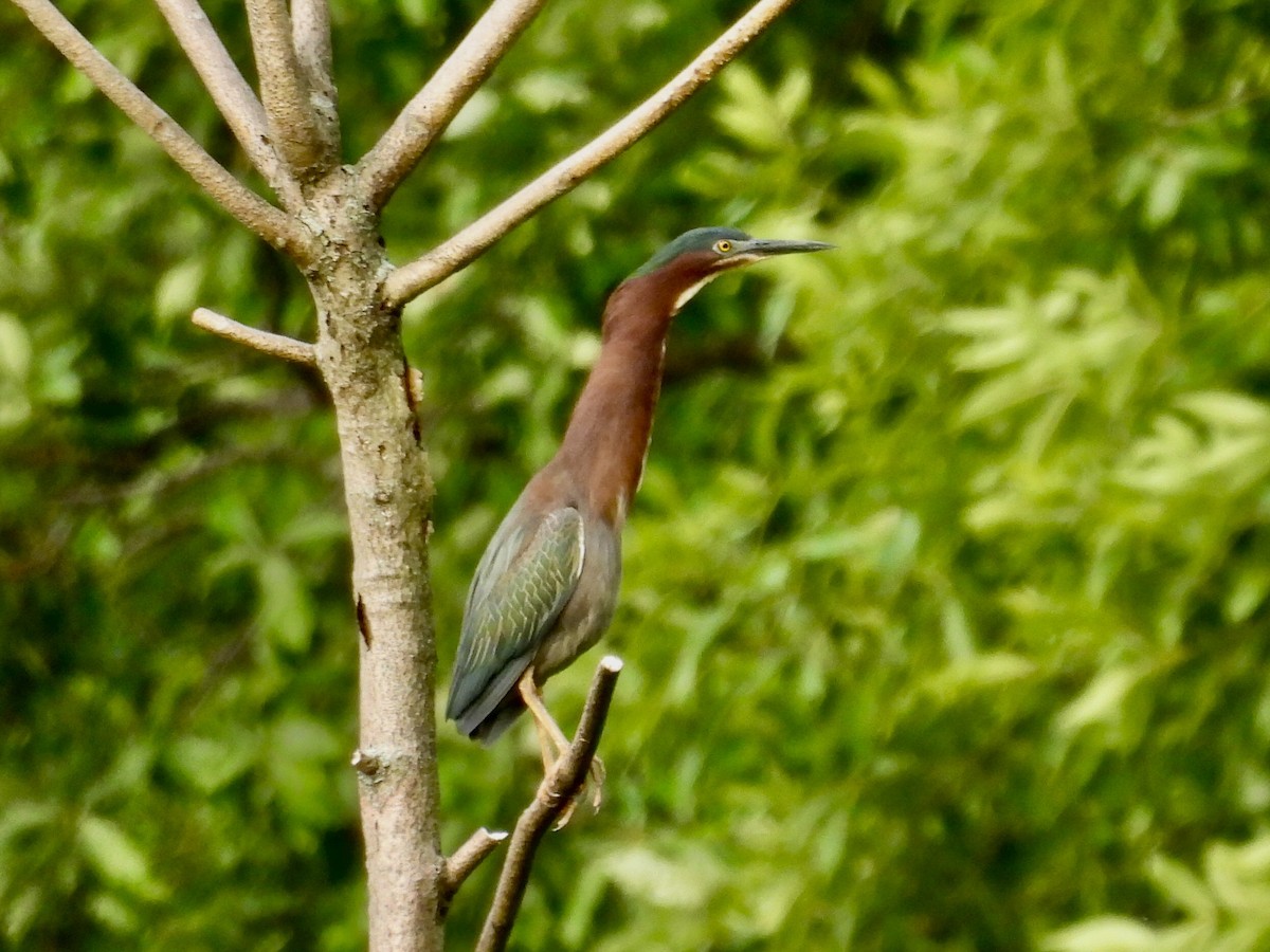 Green Heron - ML346893411