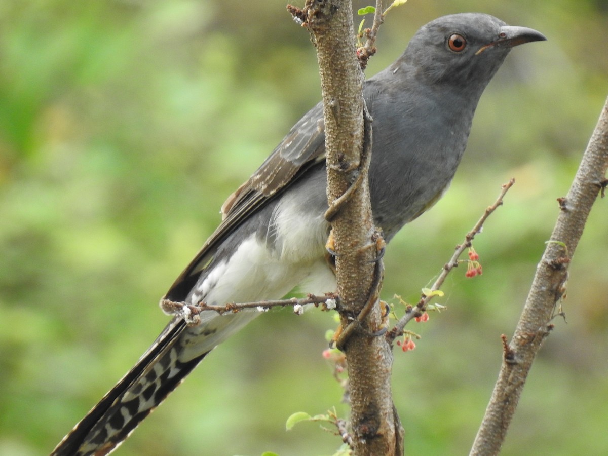 Gray-bellied Cuckoo - KARTHIKEYAN R
