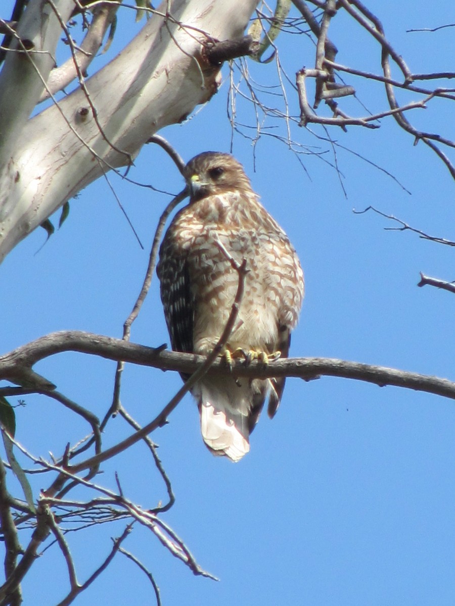 Red-shouldered Hawk - Cris Whetstone