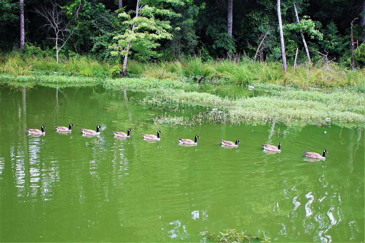 Canada Goose - ML346903771