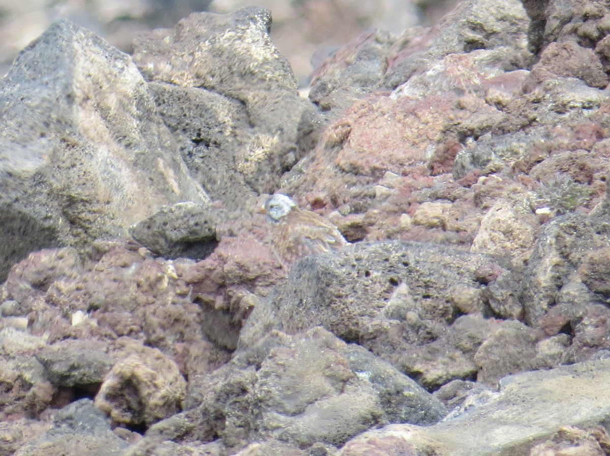 grånakkefjellfink (littoralis) - ML34690561