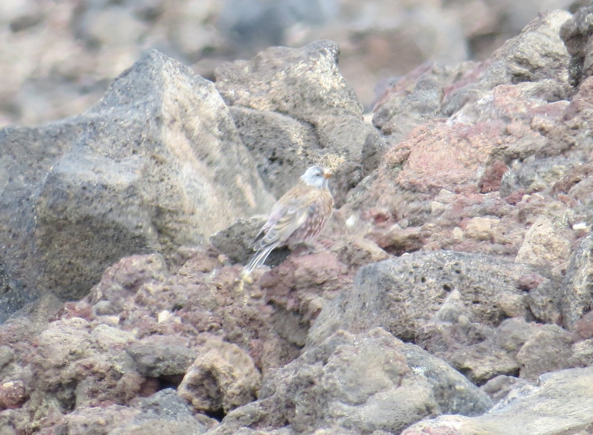 Gray-crowned Rosy-Finch (Hepburn's) - ML34690571