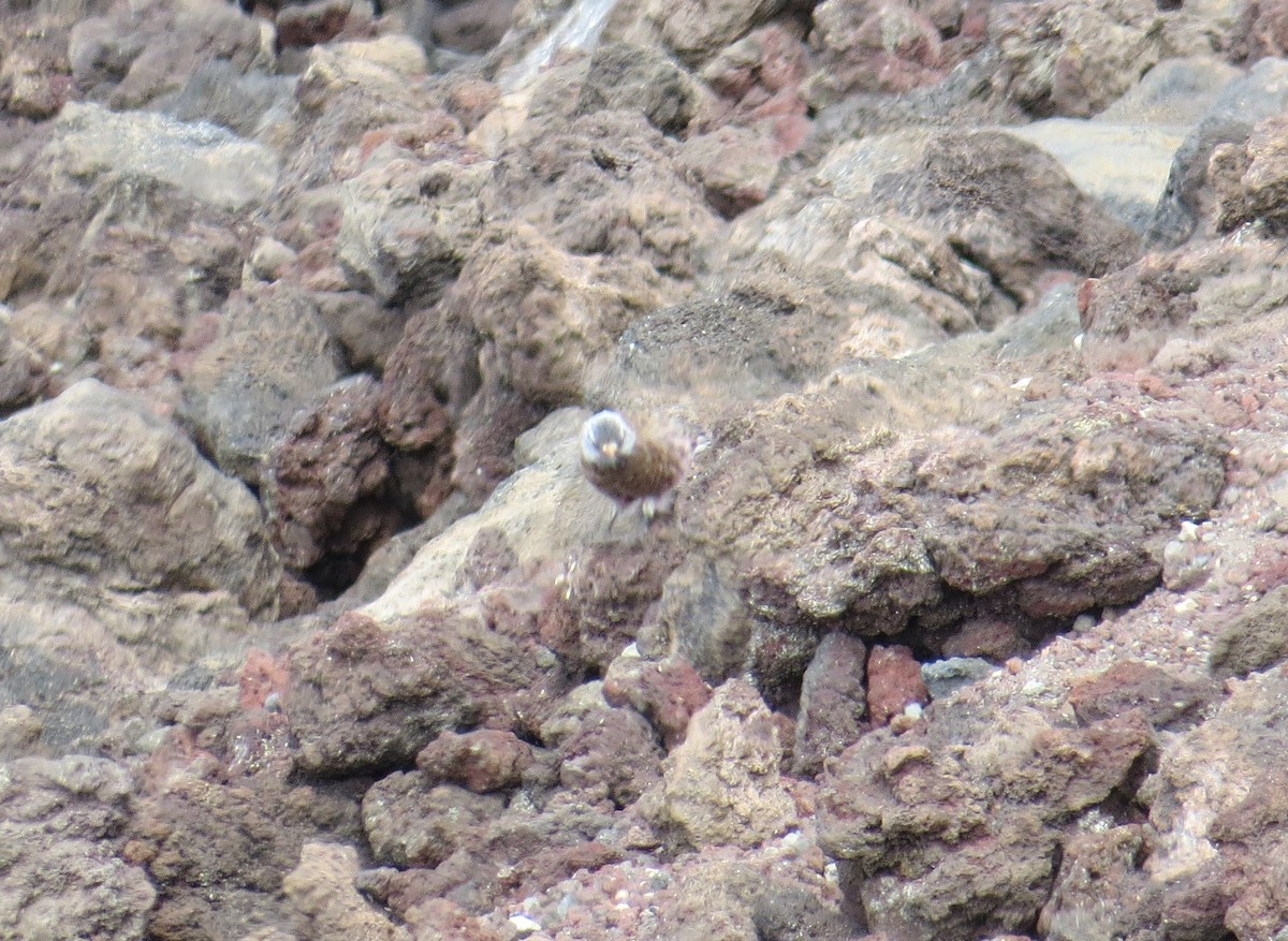 grånakkefjellfink (littoralis) - ML34690581