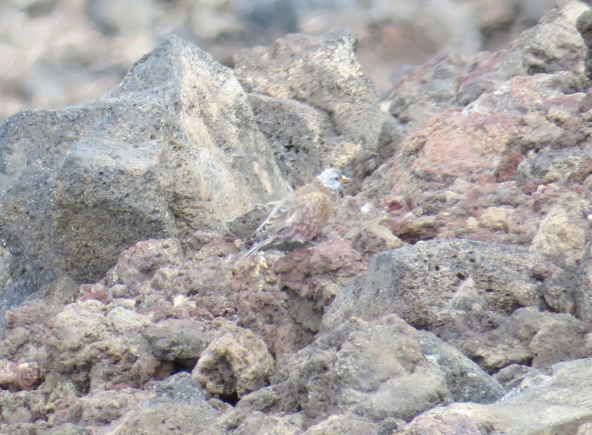grånakkefjellfink (littoralis) - ML34690601