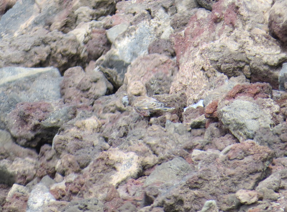 grånakkefjellfink (littoralis) - ML34690611