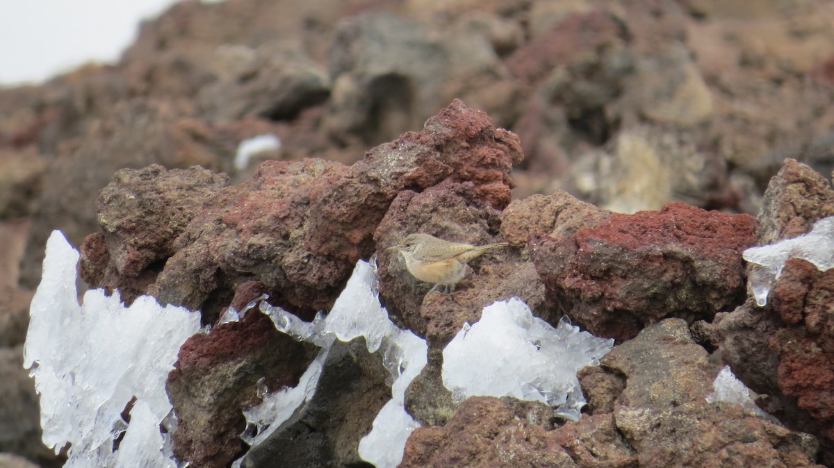 Troglodyte des rochers - ML34690621