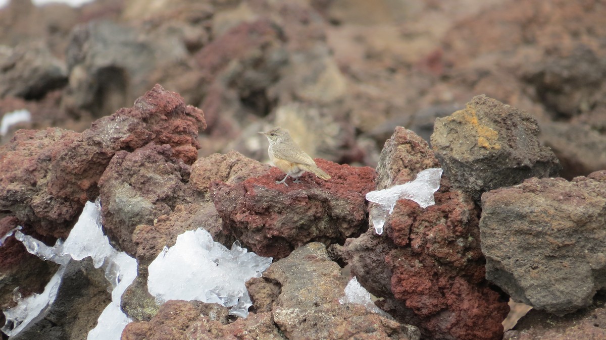 Troglodyte des rochers - ML34690631