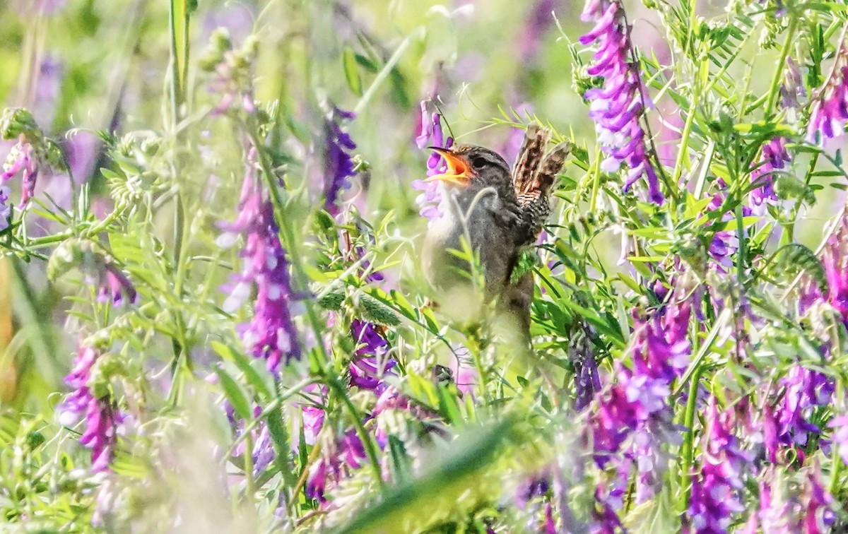 Sedge Wren - Gale VerHague