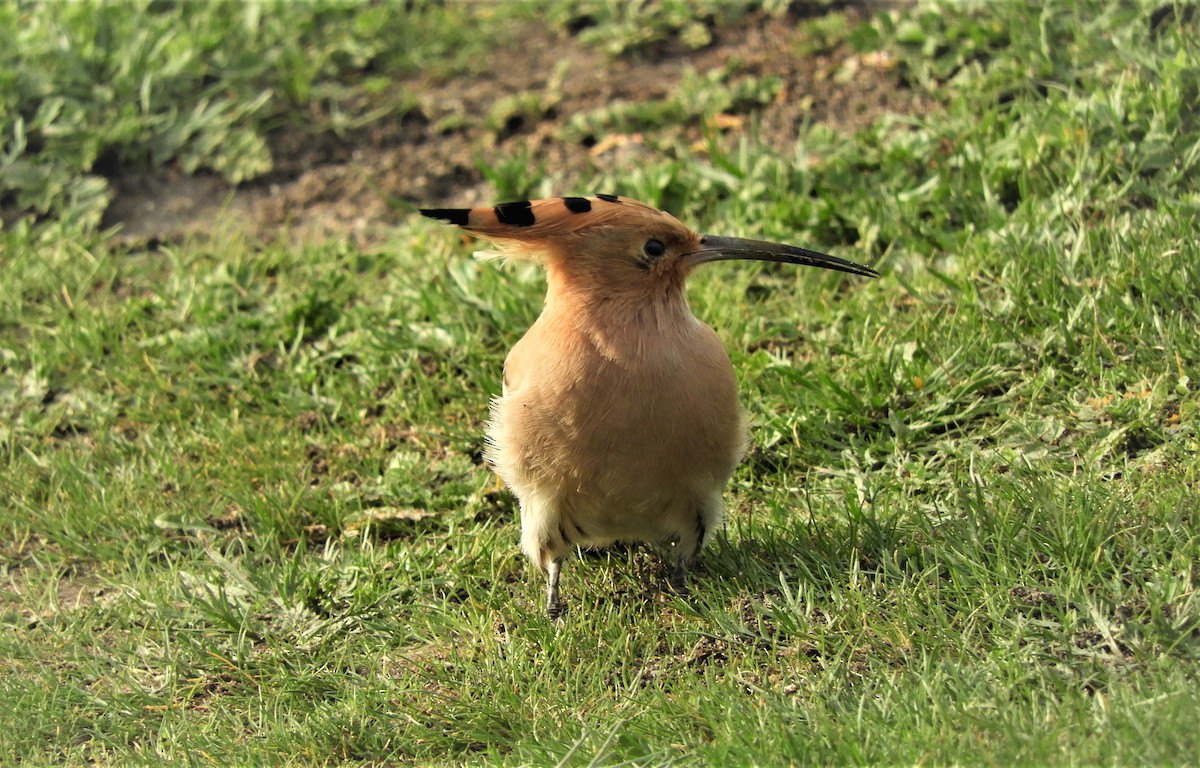 Eurasian Hoopoe - ML346908431