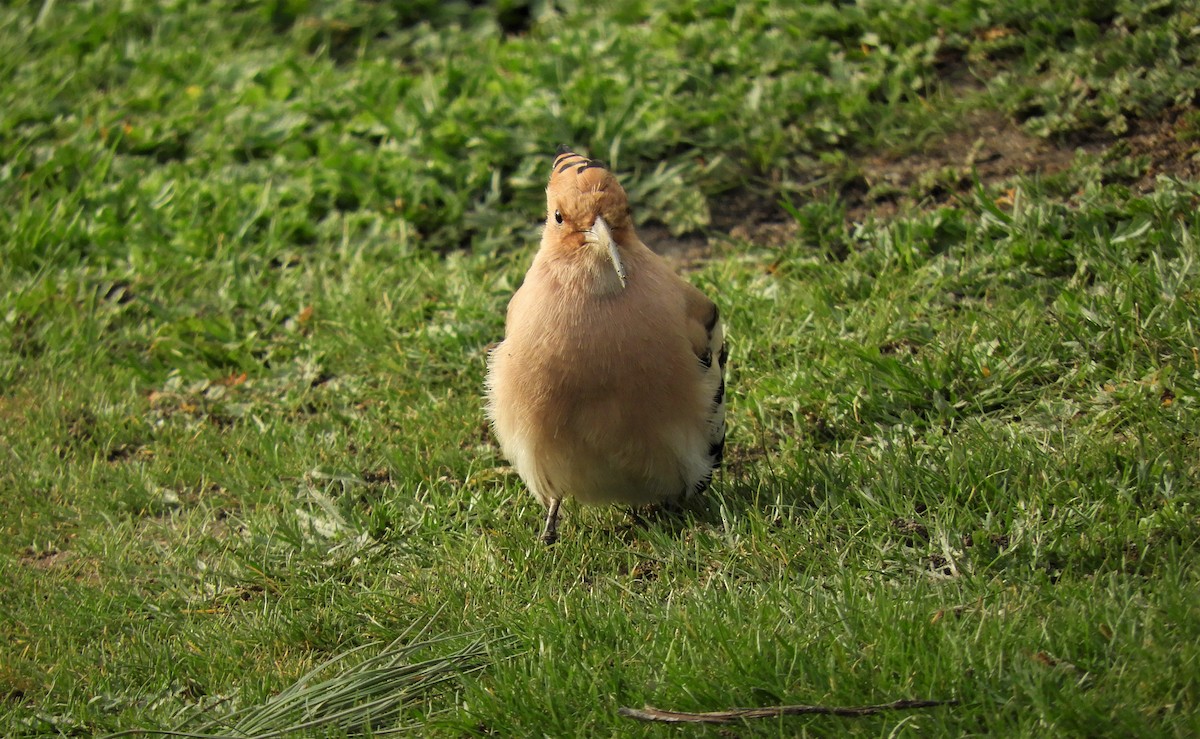 Eurasian Hoopoe - ML346908471