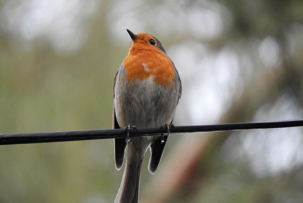 European Robin - ML346909121