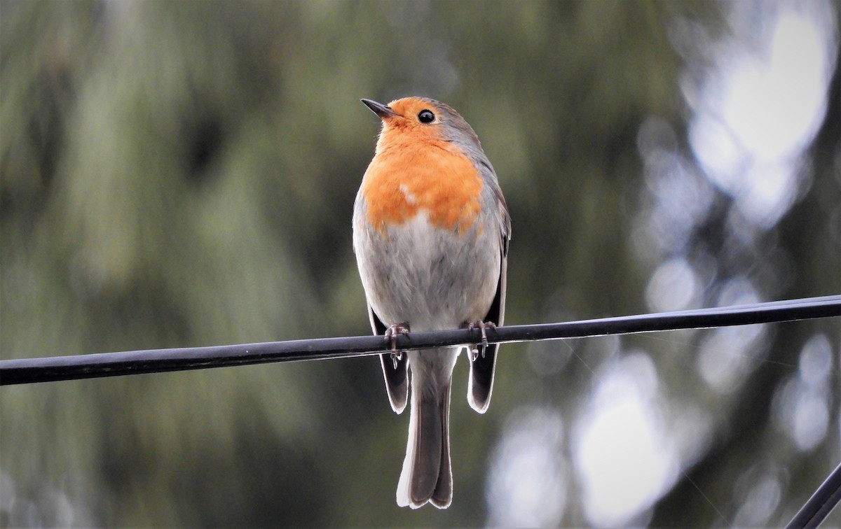 European Robin - ML346909151