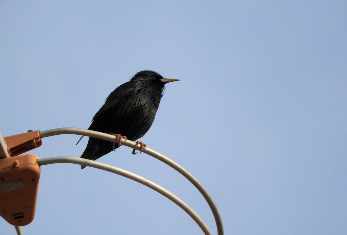 Spotless Starling - Pablo Pozo 🦅