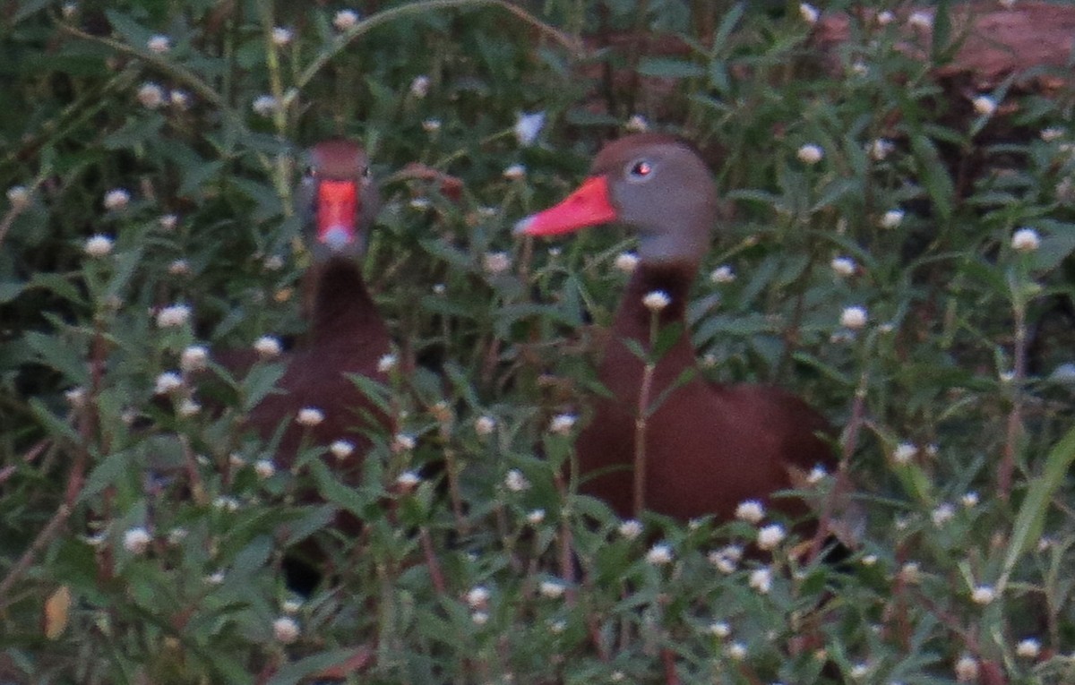 Black-bellied Whistling-Duck - ML346910261