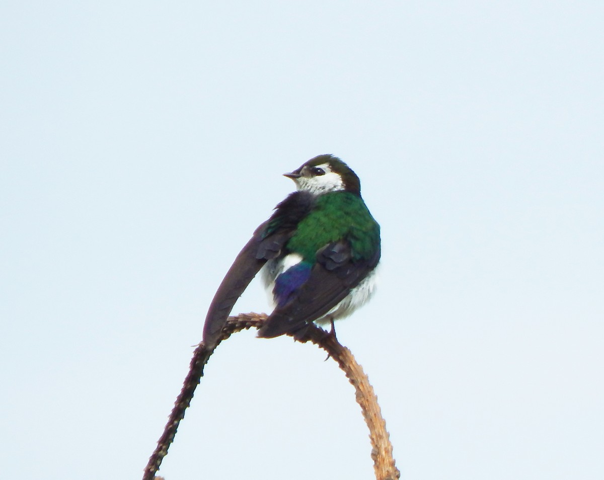 Violet-green Swallow - Teale Fristoe