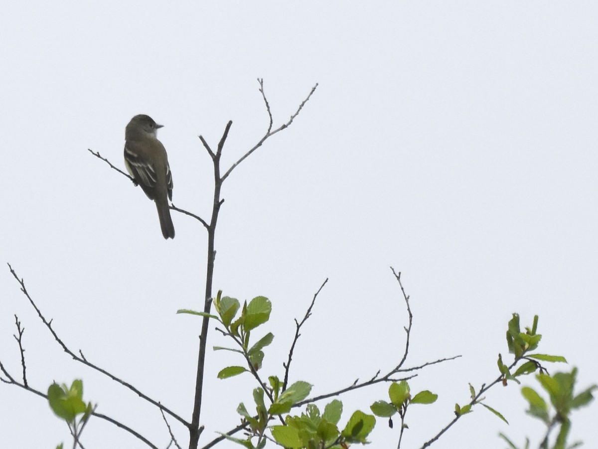 Alder Flycatcher - ML346913281