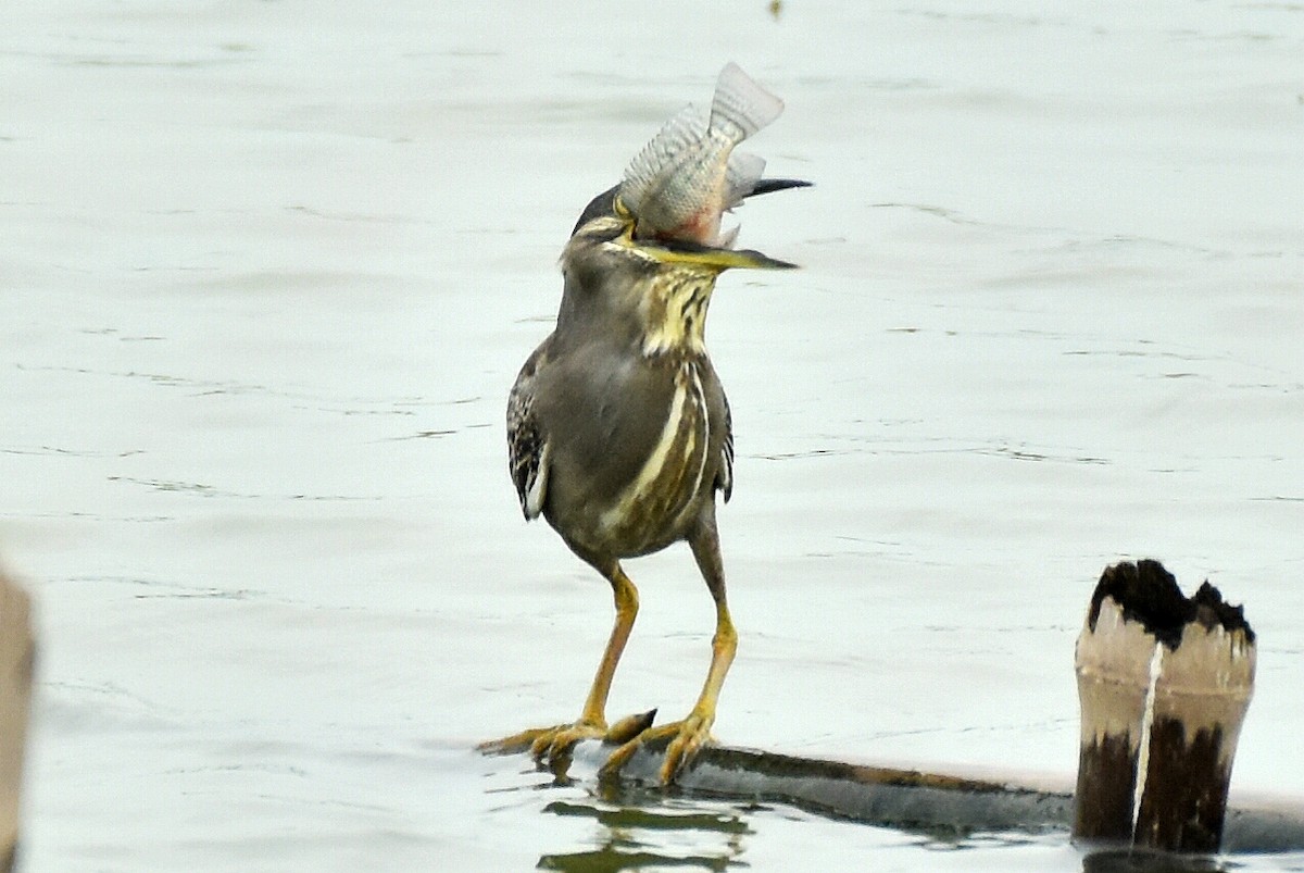 Striated Heron - ML346914521