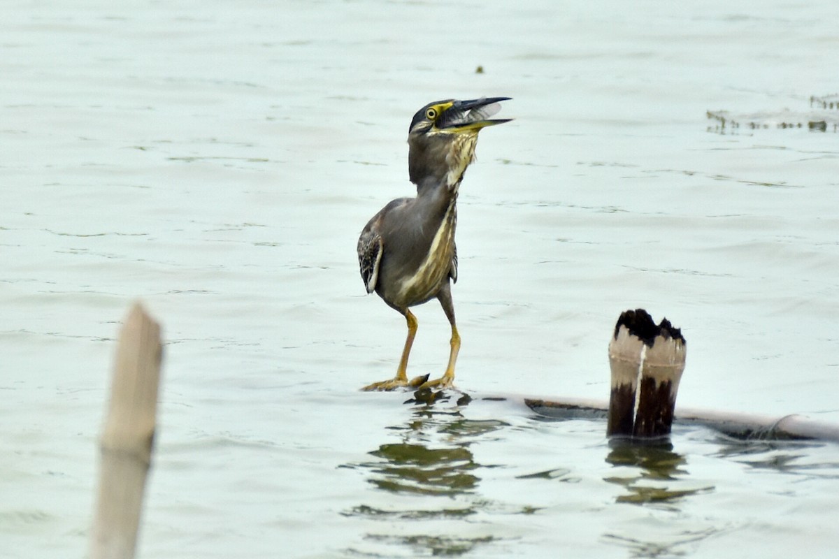 Striated Heron - ML346914541