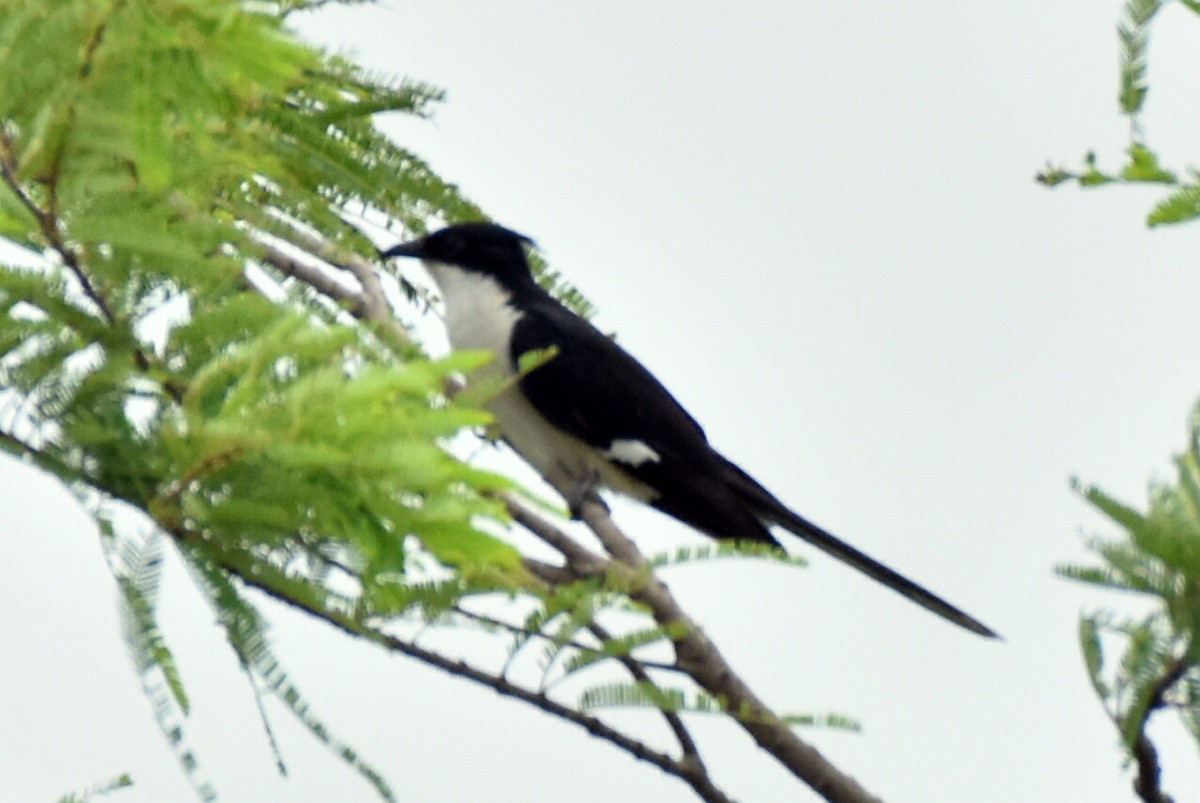 Pied Cuckoo - ML346915121