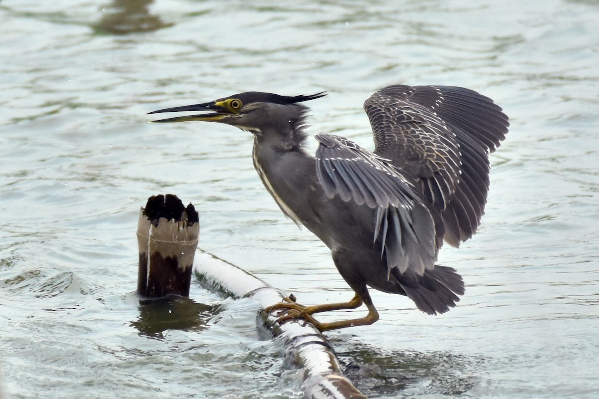 Striated Heron - ML346915591