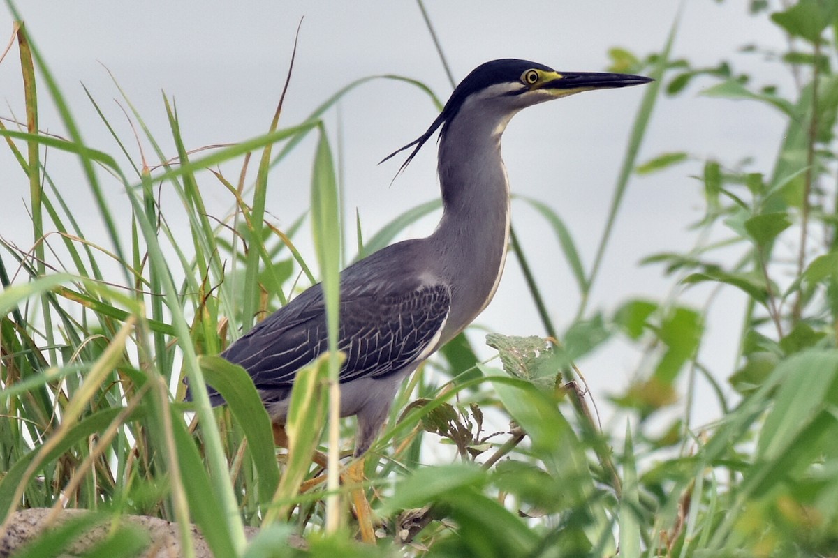 Striated Heron - ML346915601