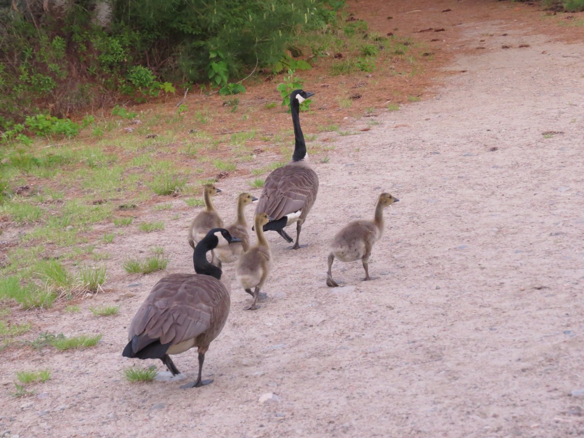 Canada Goose - ML346916241