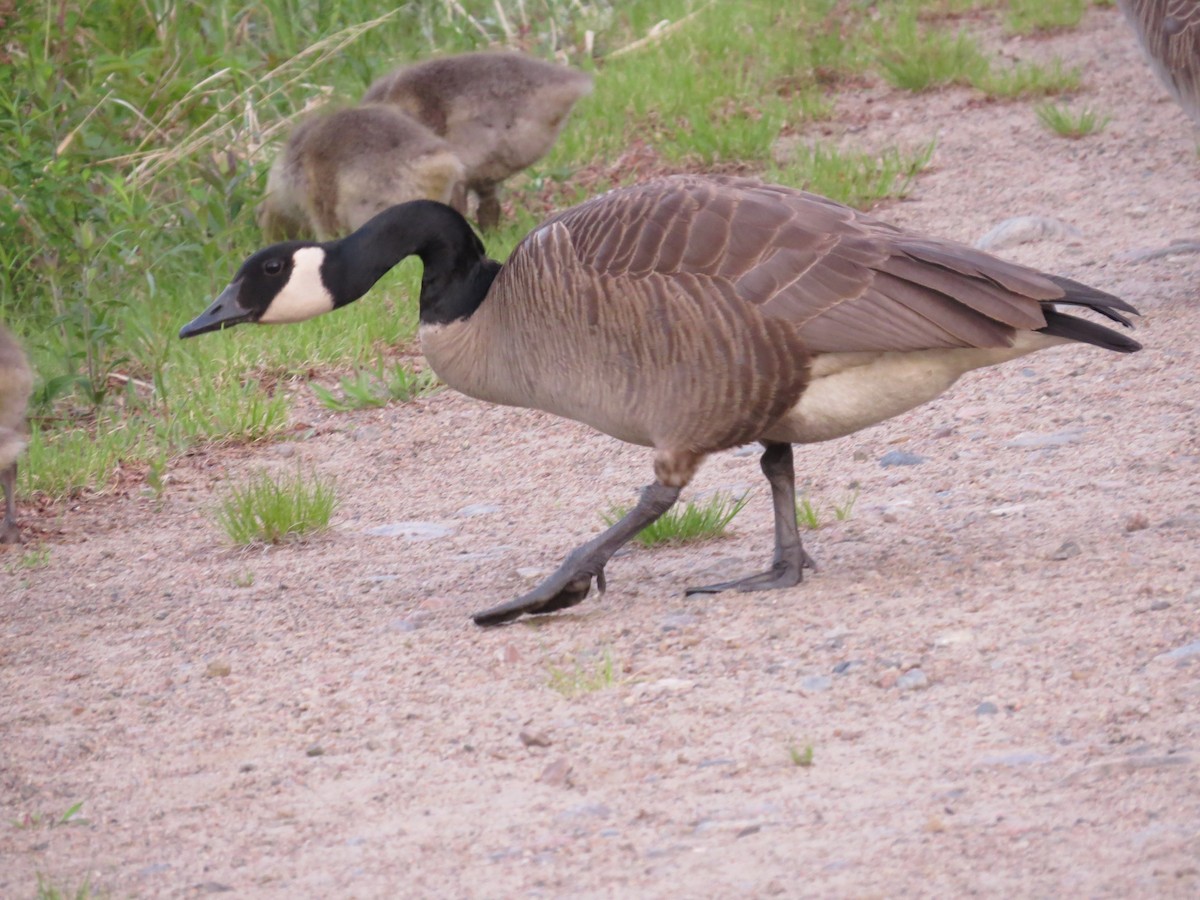 Canada Goose - tom cosburn