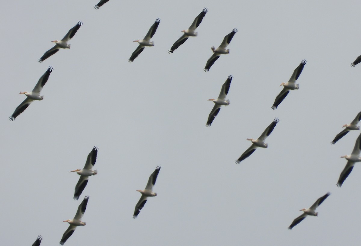 American White Pelican - ML346916871
