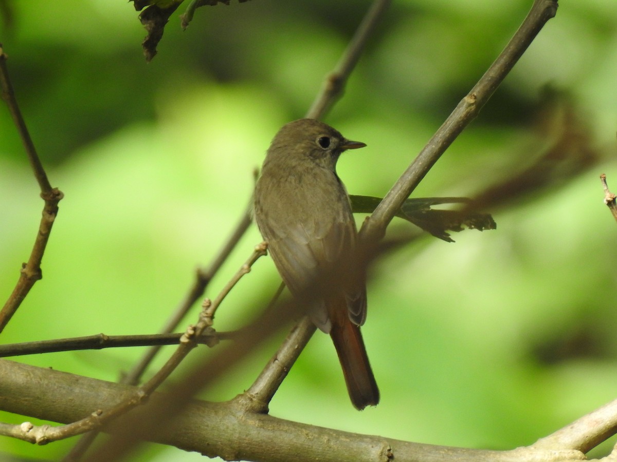 Rusty-tailed Flycatcher - ML346916971