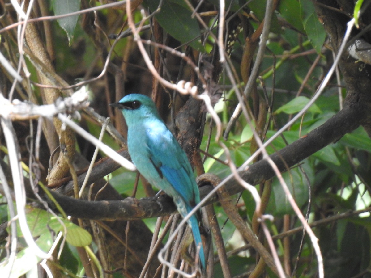 Verditer Flycatcher - KARTHIKEYAN R