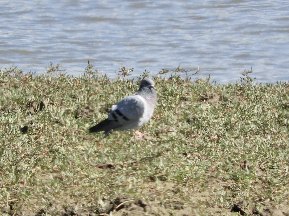 Hill Pigeon - ML346917561