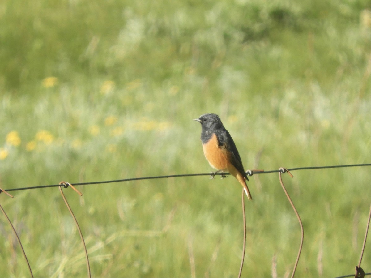 Black Redstart - ML346917711