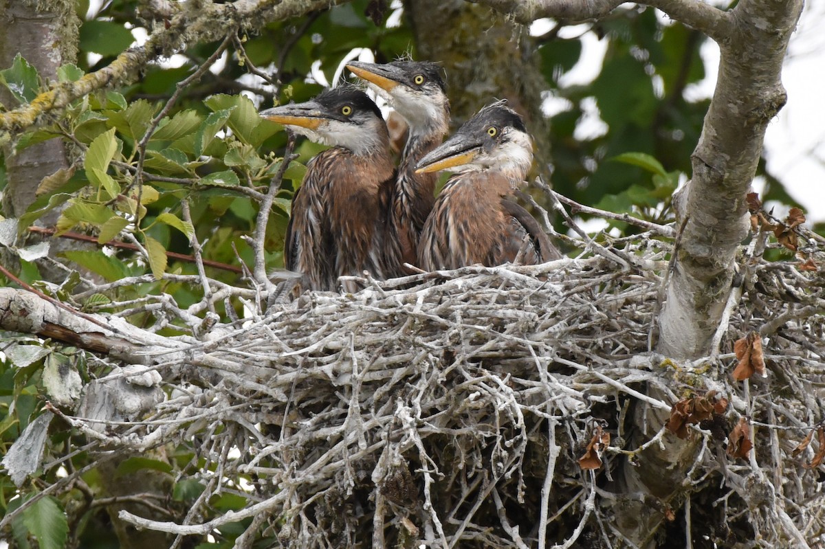 Great Blue Heron - Rich Schwab