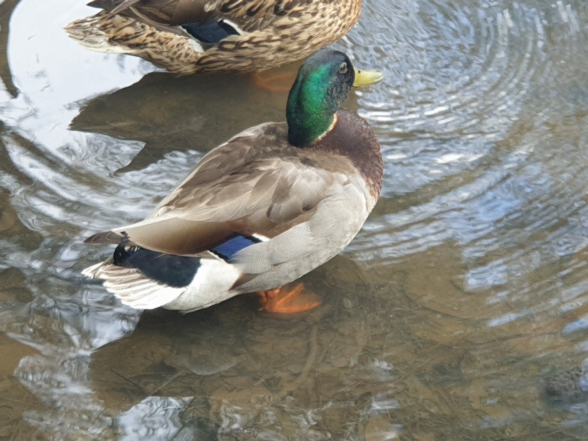 Mallard - ML346919521
