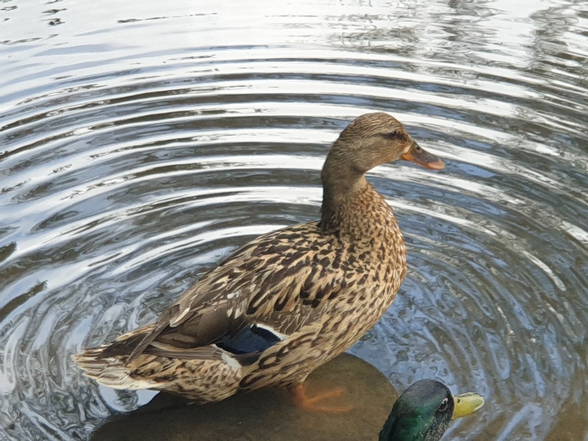 Mallard - ML346919541