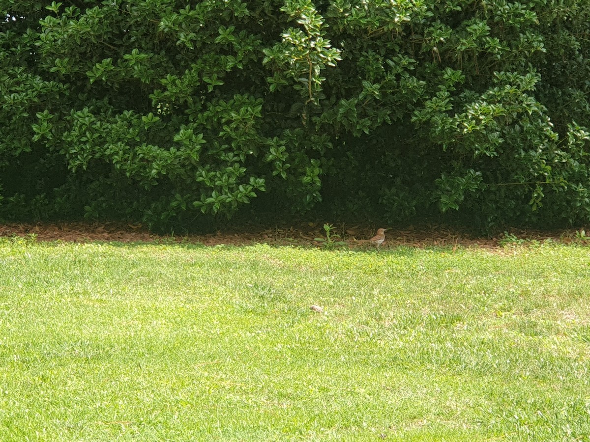 Brown Thrasher - ML346919561