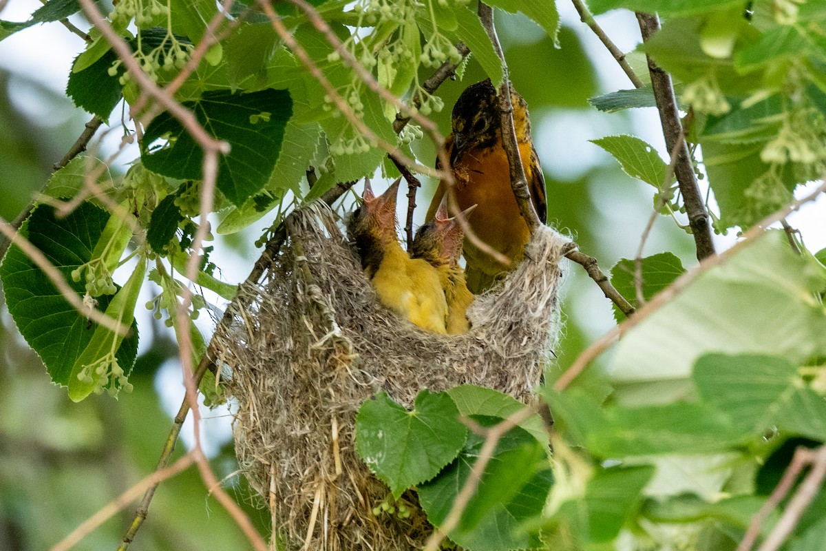 Baltimore Oriole - Toby Sackton