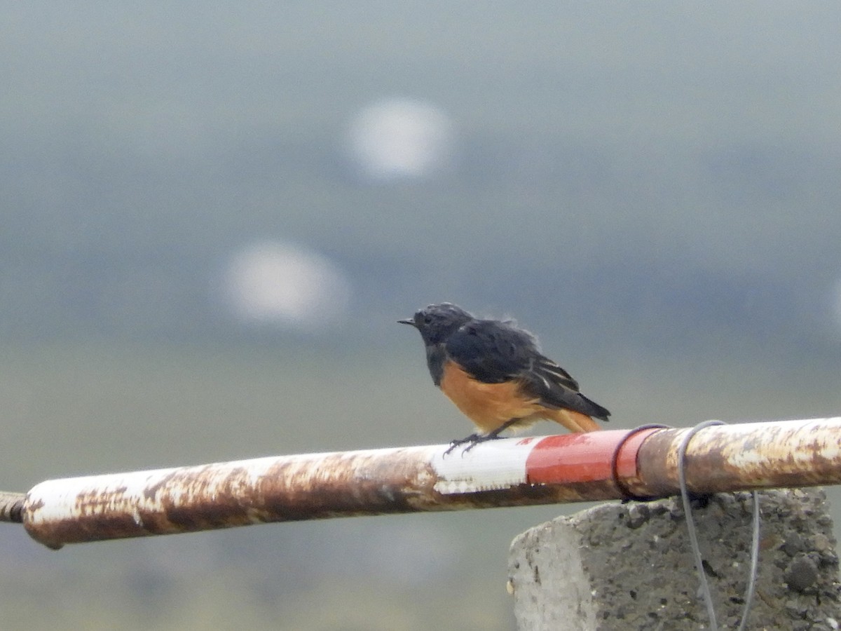 Black Redstart - ML346921641