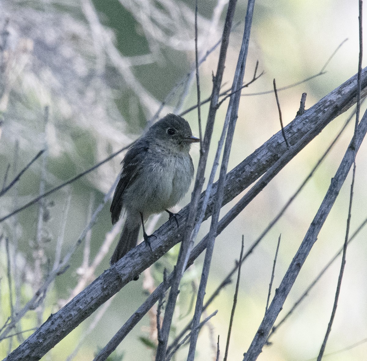 Western Flycatcher (Pacific-slope) - ML346921981